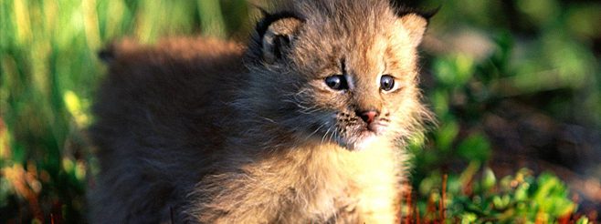 Kitty Lynx