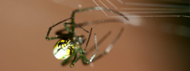 The Spider Builds