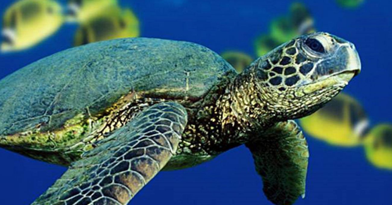 Turtle dicks