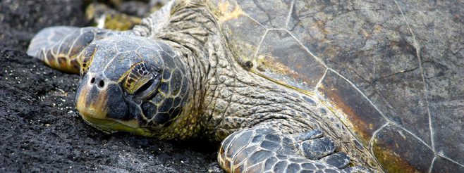 Honu