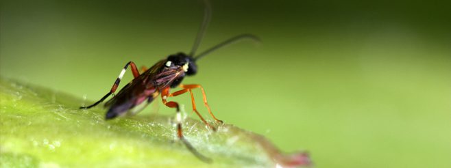 Wasp Dreams